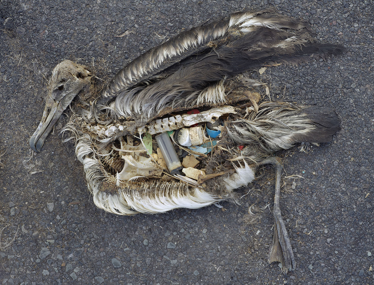 Chris Jordan, CF000313, unaltered stomach contents of juvenile Laysan albatross, from the series Midway: Message from the Gyre, 2009. Pigment print. Courtesy of the artist.